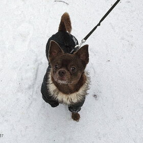 ����. ���� ��������. ��������