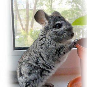 ����. �����. ��������