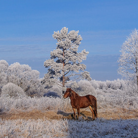 Паслась лошадка на лужайке в 10 градусный мороз