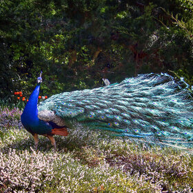 ����. ���� ��������. �����