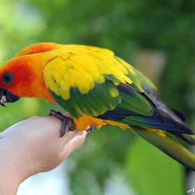 ����� ���� ��������. ���������.