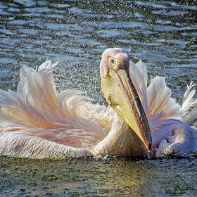 ����. ʸ���. ������