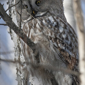 ����. ���� ��������. ��������� �������