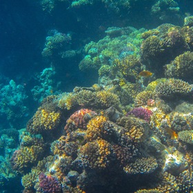 Обитатели кораллового рифа