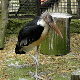 ����. ����� ��������. ������