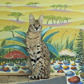 ����. ���� ��������. ������