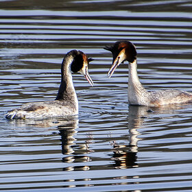 ����. �����. �����