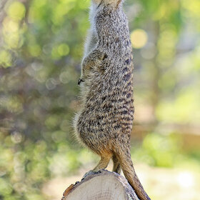 ���� ��������. ������ �� �����