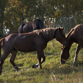 ����. ���� ��������. ���� ��������