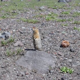 ����� ���� ��������