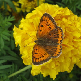 ����� ���� ��������. ��������