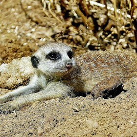 ����. ��������. �� ��������