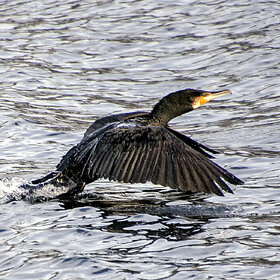 ����. �����. ����� �������