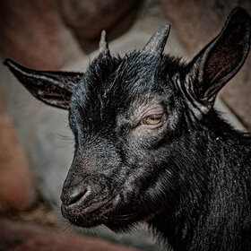 ����. ��������. ׸���� ����