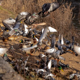 ����� ���� ��������. �����