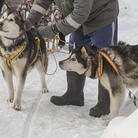 ����. �������� �������. ��������