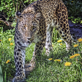 ����. ���� ��������. ****