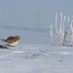 ����. ������� ���������. ������� ���������