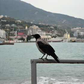 ����. ����. ������������ ������