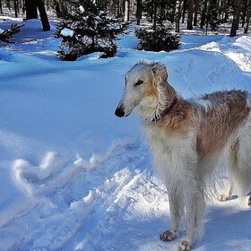 ����� ���� ��������. ������� ������