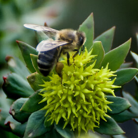 ���� ��������. �������