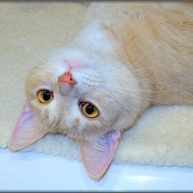 ����� �� �����