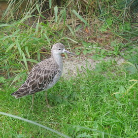 ����. ���� ��������. �����-�����������