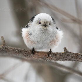 ����. �������������. ������������� ������� (���������)