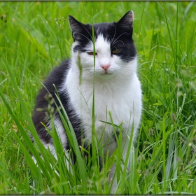В траве сидела кошка...