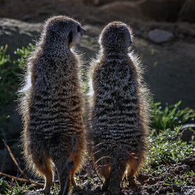 ����. ��������. ����������� - ��������