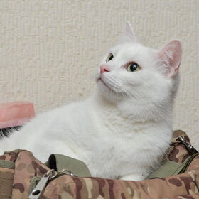 �������� ��������