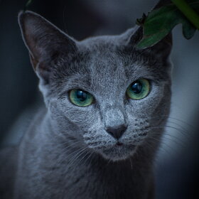 ����. �������� ��������. �������� ��������