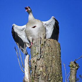 ����. ����� ���. ****