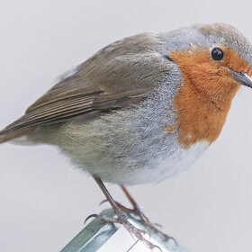 ����� ���� ��������. ********