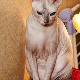 ����. ���� ��������. �������� ��������