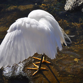 . Snowy Egret - Egretta thula -   