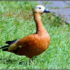 ����. ���� ��������. � ������ �� �����