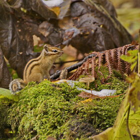 ����. ���� ��������. ���� ��������