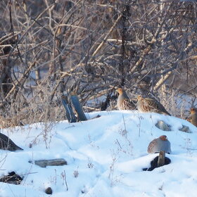 ����. ����. ���� ����� ���������