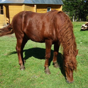 ����� ���� ��������. �������� ��������