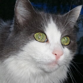 ������ �������