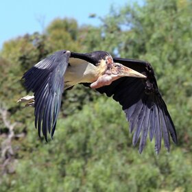 ����. ���� ��������. ���� ����, ������.