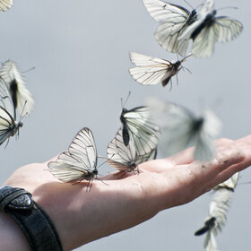 ����� ���� ��������. �������