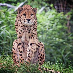 ����� ���� ��������. ������