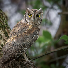 ����. ���� ��������. ��������