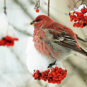 ����. ���������. ���