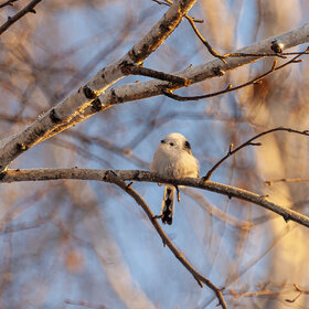 .  .  (Aegithalos caudatus).  .