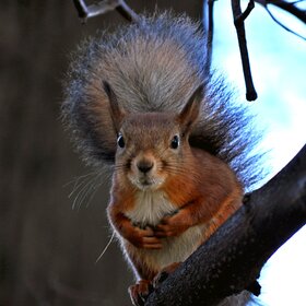 ����. ���� ��������. �����