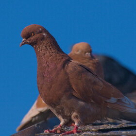 ����� ���� ��������. �����