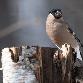 ����. ���� ��������. �������